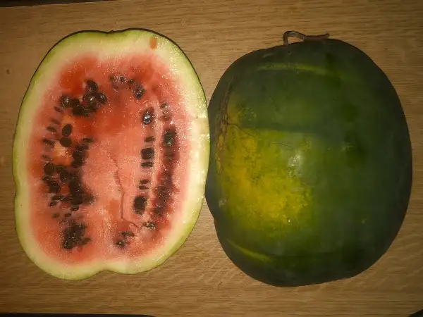 Melonen: Black Diamond wassermelone