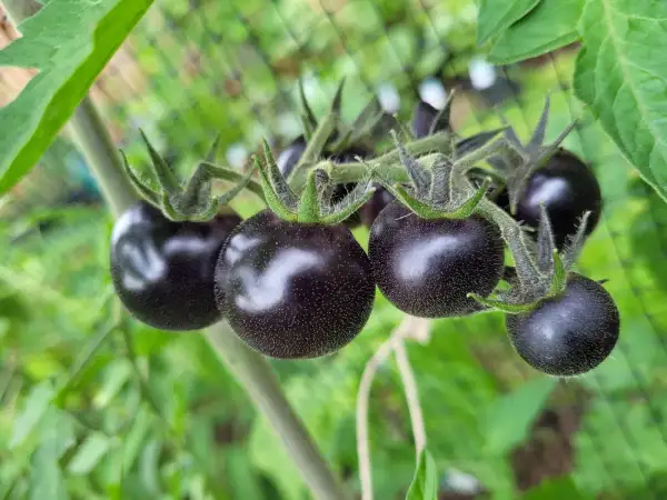 Tomaten: Black Eagle