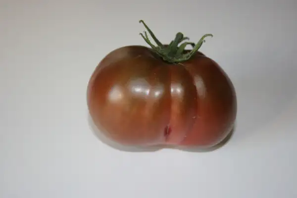 Tomaten: Black Elefant