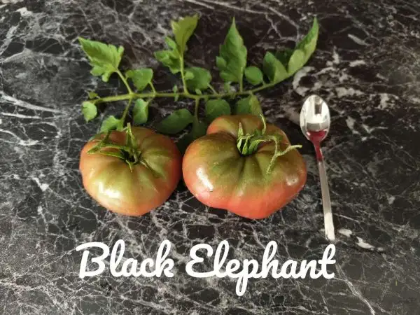 Tomaten: Black Elephant