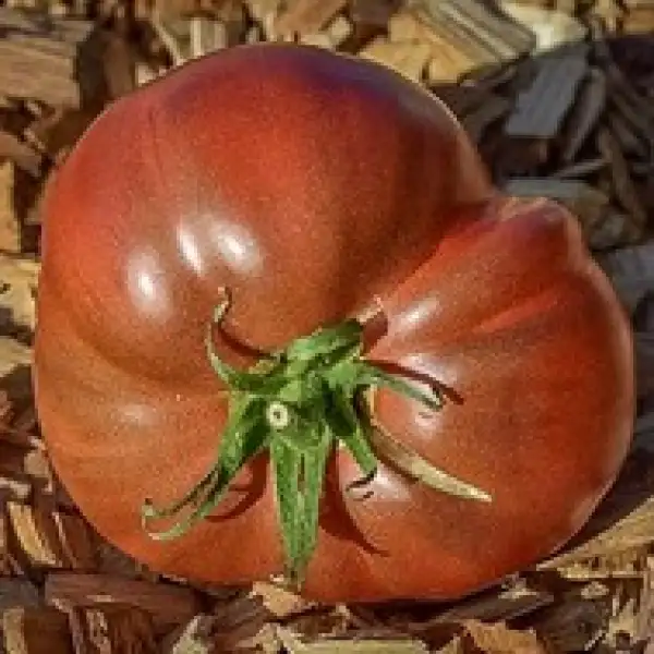 Tomaten: Black Elephant