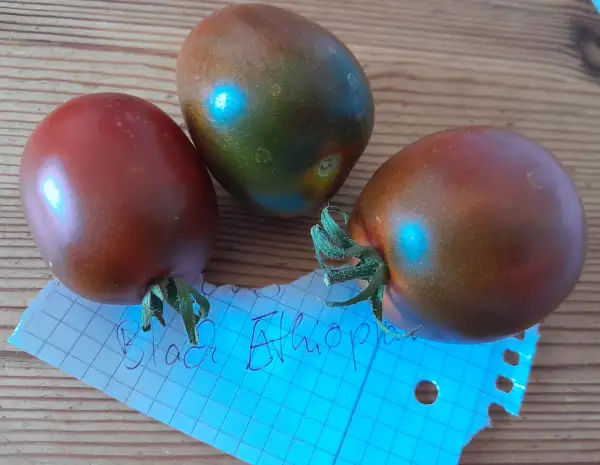 Tomaten: Black Ethiopian