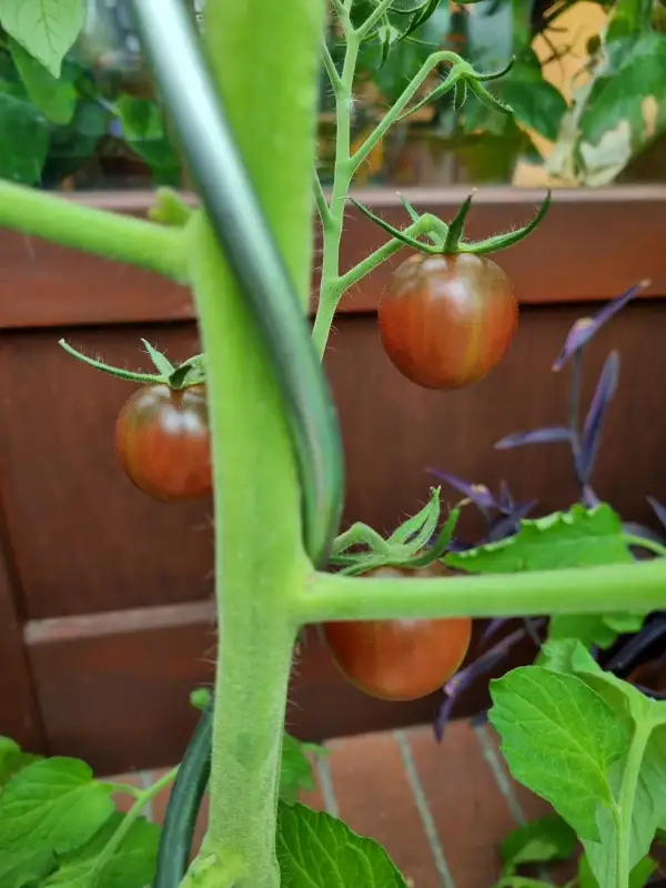 Tomaten: Black Ethiopian