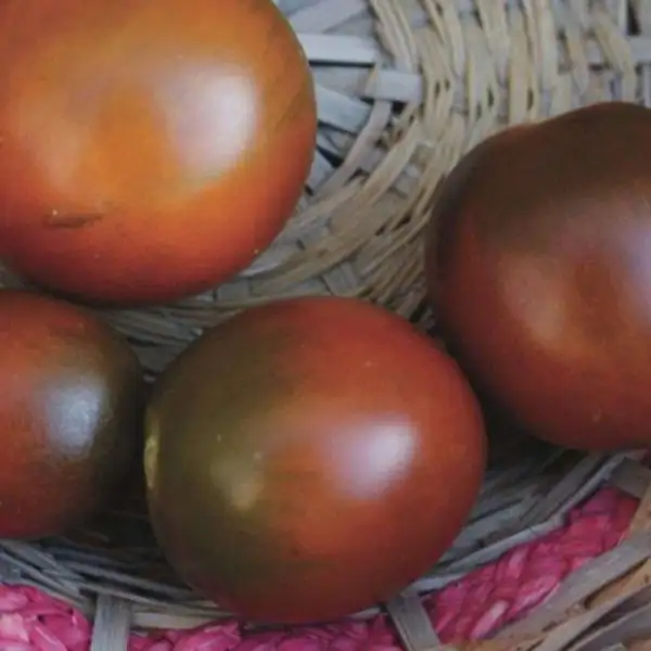 Tomaten: Black Ethiopian