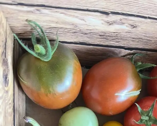 Tomaten: Black Ethiopian