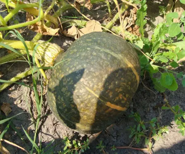 Kürbisse: Black Forest, Cucurbita maxima, Ur-Kabocha