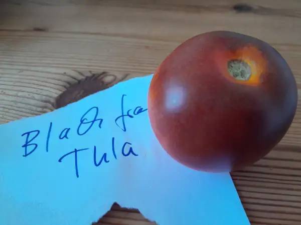 Tomaten: Black from Tula