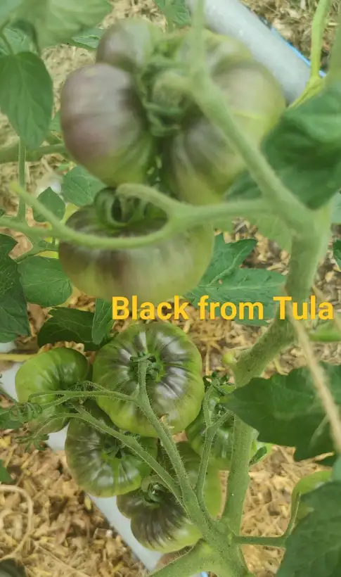 Tomaten: Black from Tula