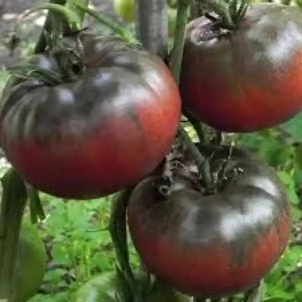 Tomaten: Black from Tula