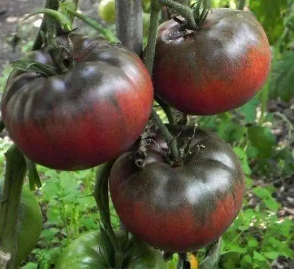 Tomaten: Black from Tula