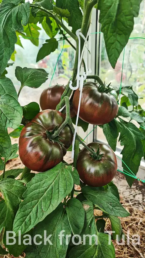 Tomaten: Black from Tula