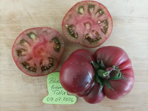 Tomaten: Black from Tula