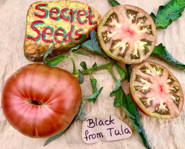 Tomaten: Black from Tula