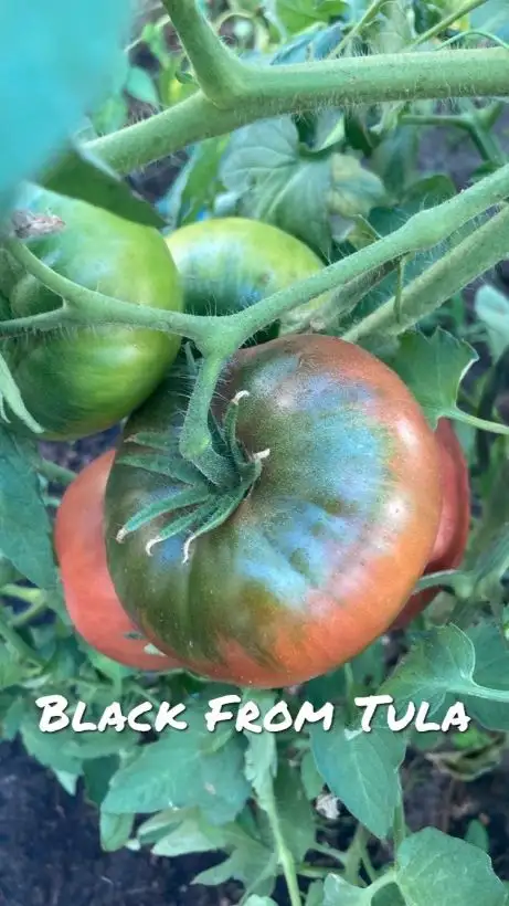 Tomaten: Black from Tula