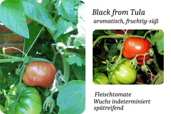 Tomaten: Black from Tula