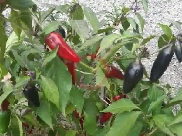 Chili: Black Hot Hungarian