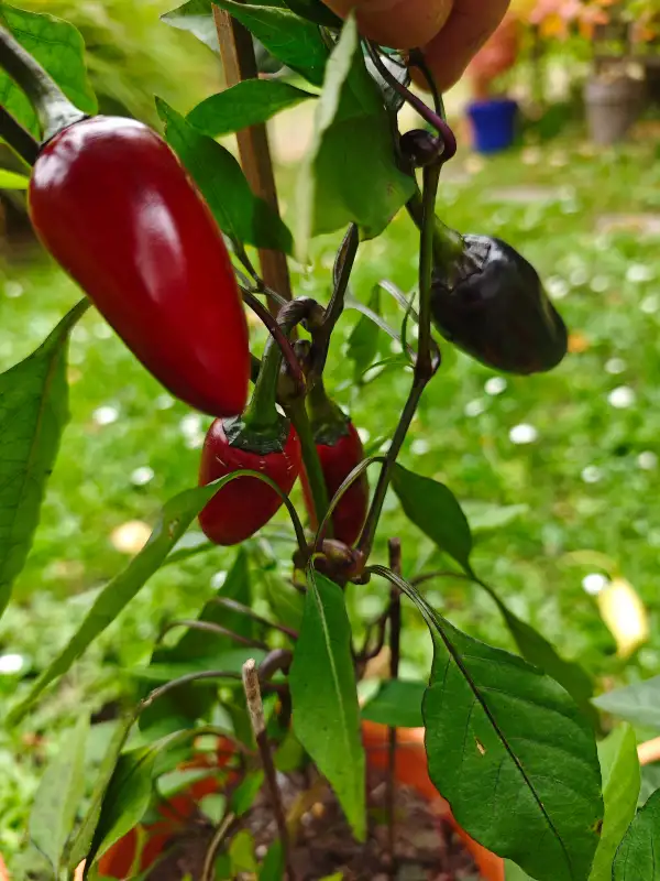 Chili / Paprika: Black Hungarian