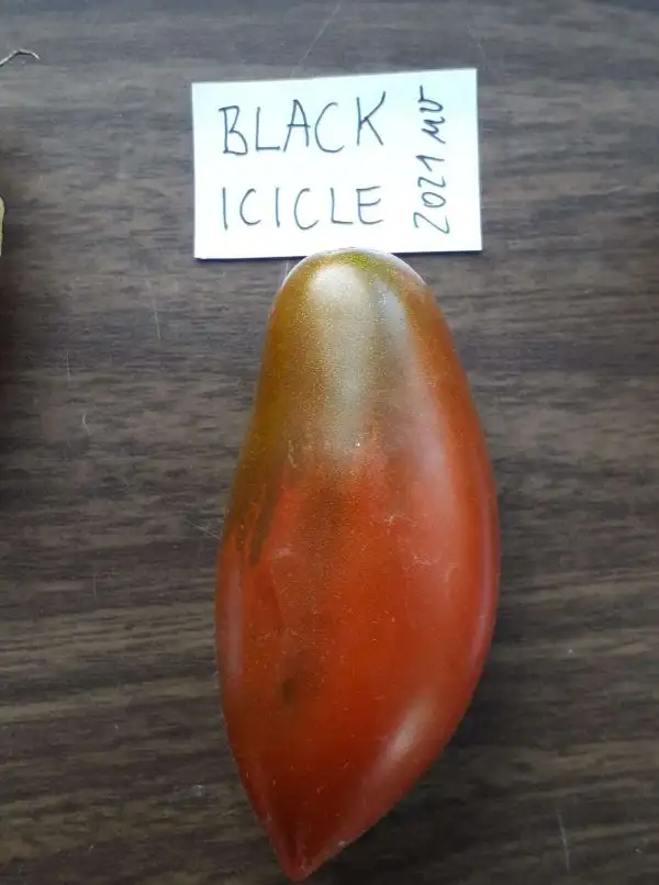 Tomaten: Black Icicle