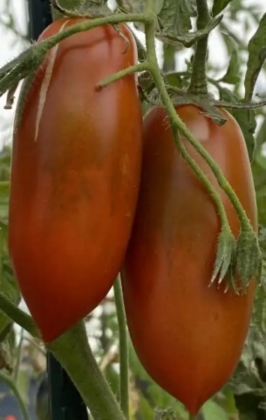 Tomaten: Black Icicle