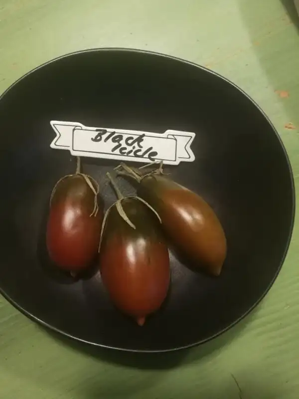 Tomaten: Black Icycle