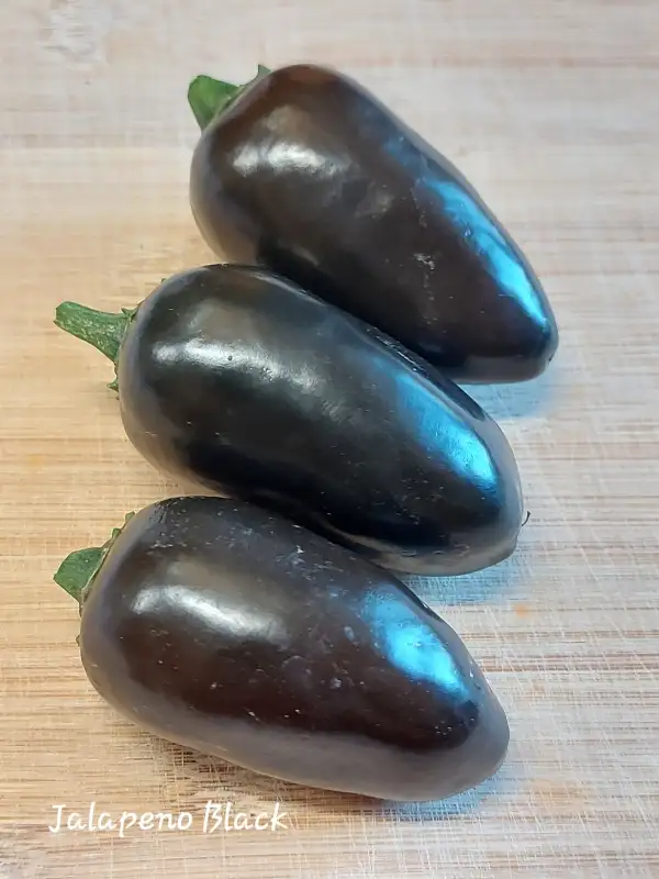 Chili / Paprika: Black Jalapeno