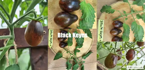 Tomaten: Black Keyes - Multiflora