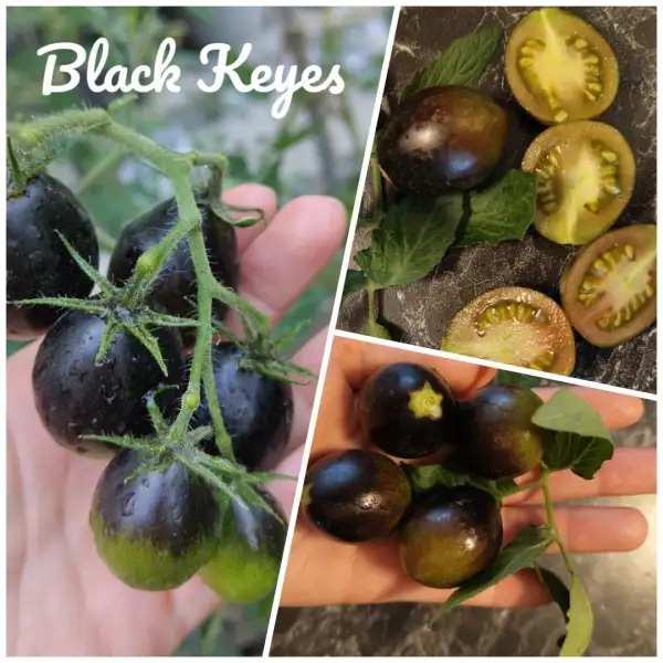 Tomaten: Black Keyes