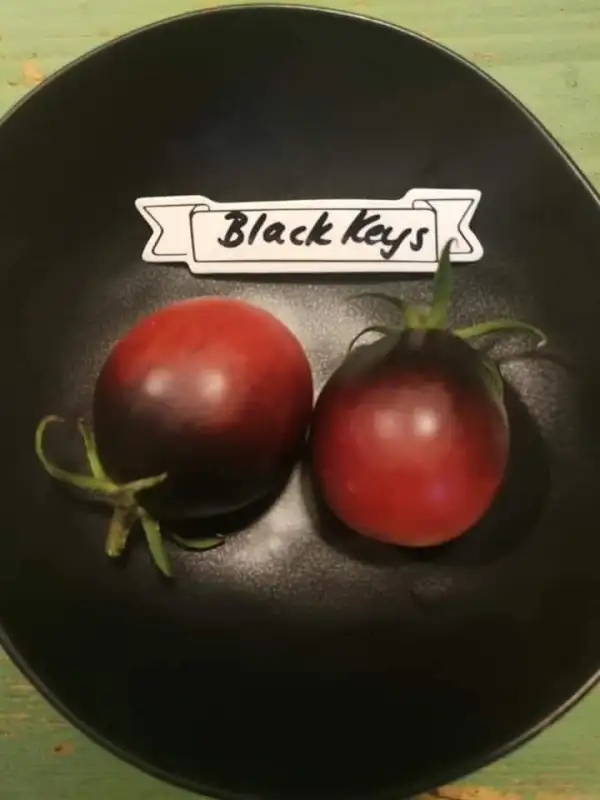 Tomaten: Black Keyes