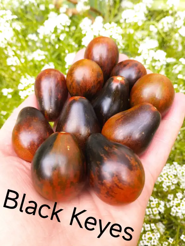 Tomaten: Black Keyes