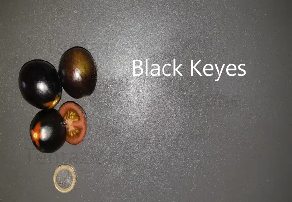 Tomaten: Black Keyes