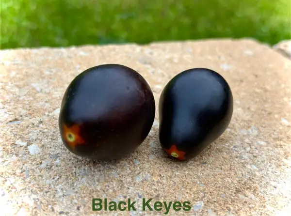 Tomaten: Black Keyes