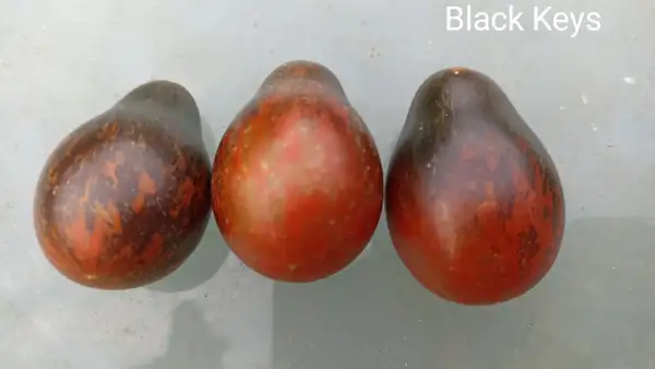 Tomaten: Black Keys