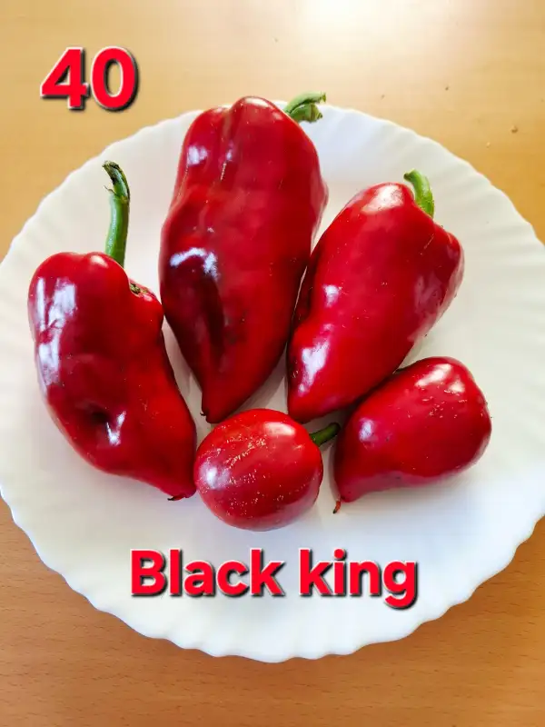 Chili / Paprika: Black king