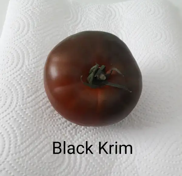 Tomaten: Black Krim