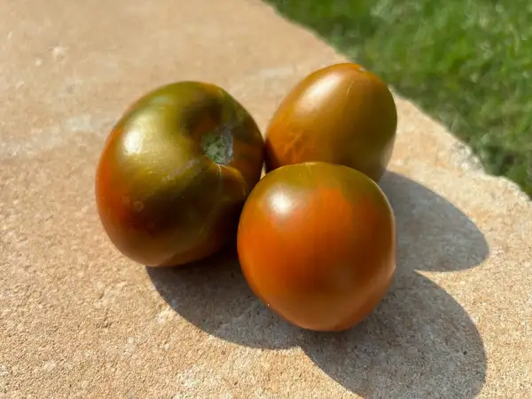 Tomaten: Black Krim