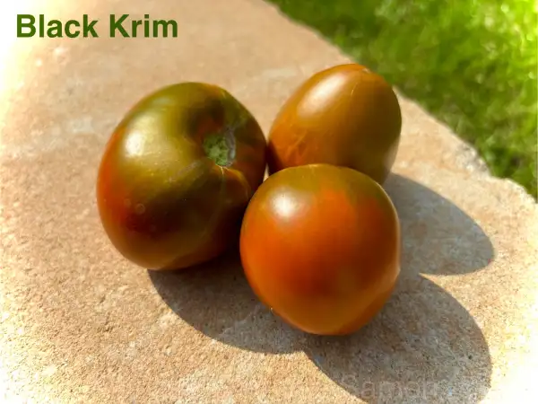 Tomaten: Black Krim