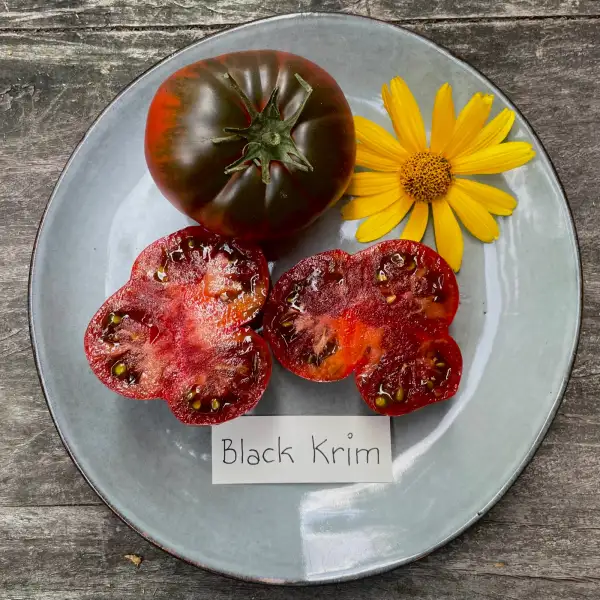 Tomaten: Black Krim