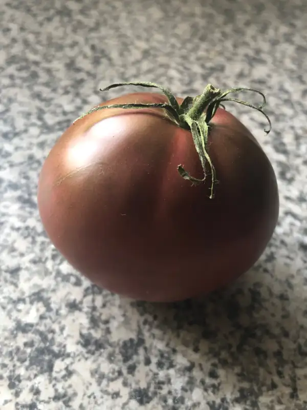 Tomaten: Black Krim