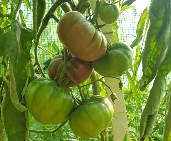 Tomaten: Black Krim