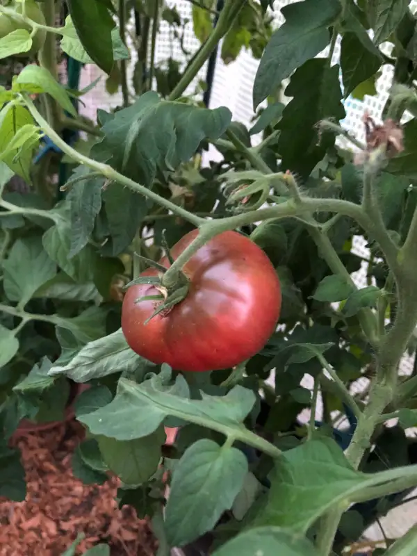 Tomaten: Black Krim
