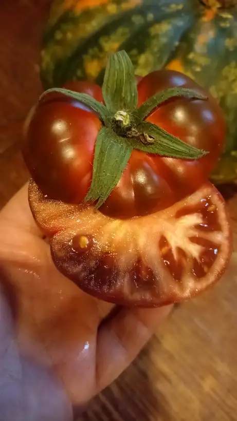 Tomaten: Black Krim