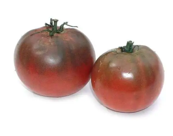 Tomaten: Black Krim