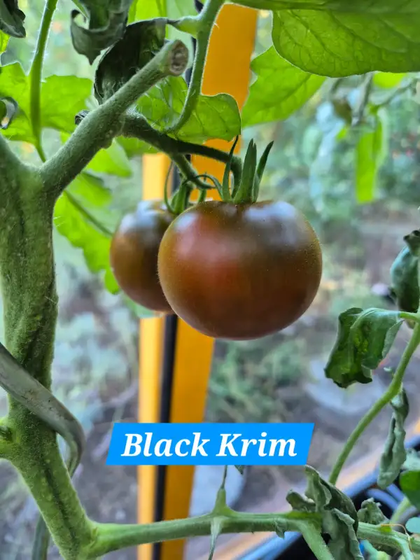 Tomaten: Black Krim