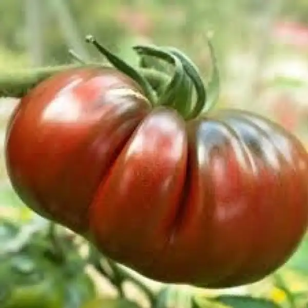 Tomaten: Black Krim