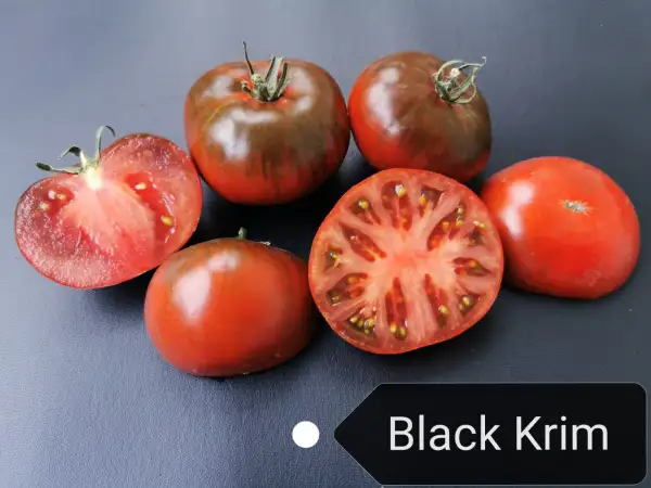 Tomaten: Black Krim