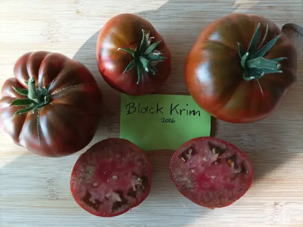 Tomaten: Black Krim