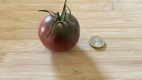 Tomaten: Black Krim