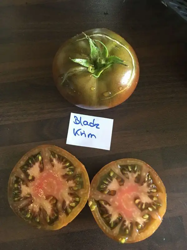 Tomaten: Black Krim