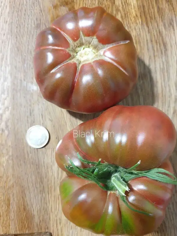 Tomaten: Black Krim