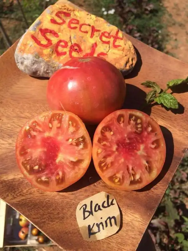 Tomaten: Black Krim